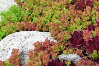 sedum with rocks