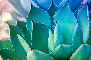 agave in landscape