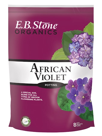 African Violet