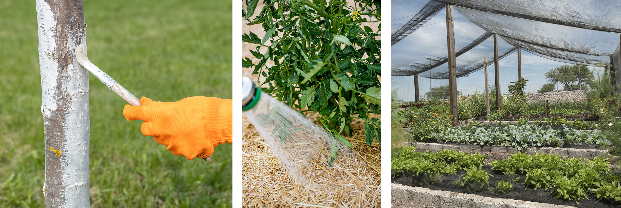 Painting a tree trunk white, watering a plant surrounded by mulch, and shade cloth over a large area of raised bed veggie gardens.