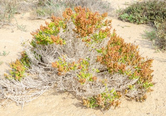 Heat Stressed Plant with Dead Branches