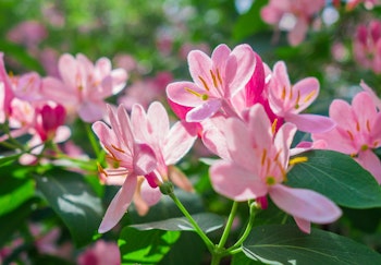 california pink honeysuckle