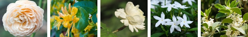 scented patio flower blooms rose, honeysuckle, gardenia, jasmine, osmanthus