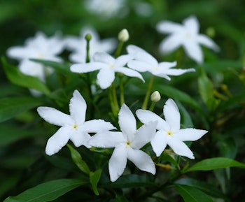 star jasmine scented patio