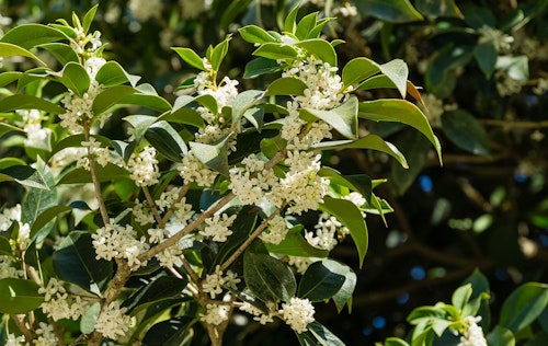 sweet osmanthus shrub