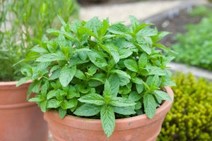 potted mint