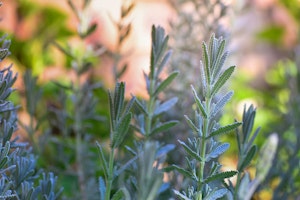 rosemary herb in the garden