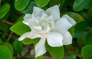 gardenia jasminoides august beauty shrub