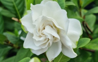 gardenia veitchii shrub
