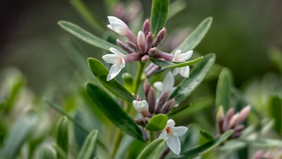 daphne eternal fragrance shrub