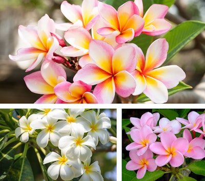 plumeria assorted colors