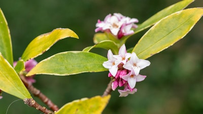 daphne perfume princess shrub