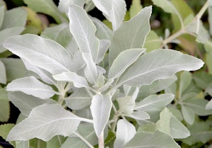 white sage