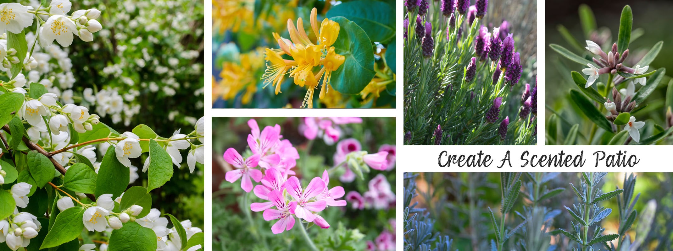create a scented patio jasmine, scented geraniums, honeysuckle, lavender, rosemary, daphne