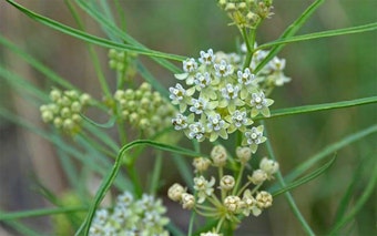 Horsetail Milkweed