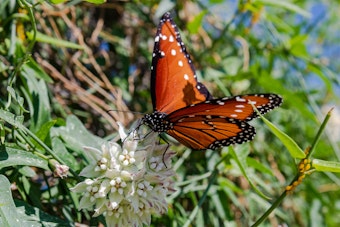 Queen butterfly (Danaus gilippus) feeding on nectar filled white and pink flowers of an Arizona milkweed (Asclepias angustifolia)