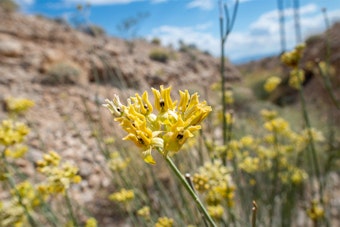 Yellow rush milkweed blooms in the desert.