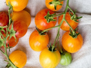 2 bunches of sunrise bumblebee tomatoes on a piece of linen fabric.