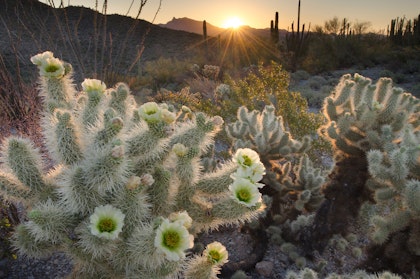 Blooming Teddy Bear Cholla cactus growing in the desert.