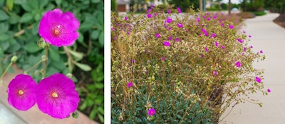 pink rock purslane up close and in borders