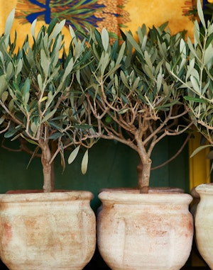 small potted olive trees