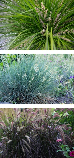 ornamental grasses for mediterranean climate lomandra breeze, blue fescue, purple fountain