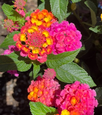 lantana