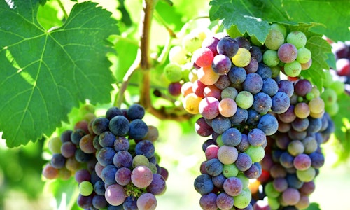 merlot grapes on the vine