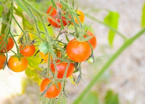 Sun Gold cherry tomatoes growing on the vine.