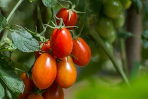 Roma tomatoes growing on the vine.