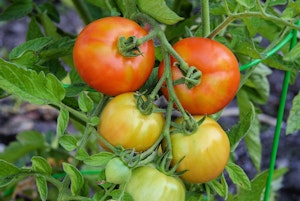 Early Girl tomatoes growing on the vine.