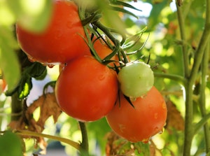 Better Boy tomatoes growing on the vine.