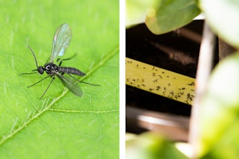 Photo of soil/fungus gnat on a houseplant leaf and many stuck to a sticky trap.