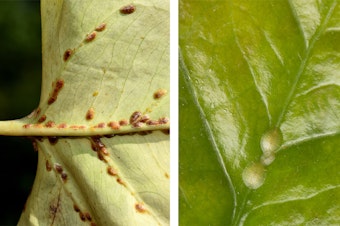 Brown scale insects on a leaf, and green scale insects on a leaf.