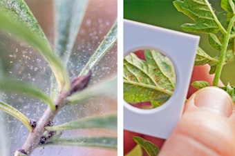 A web with many spider mites on a houseplant, and many spider mites on a plant with a magnifying glass to identify them.