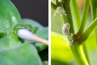 Mealy bugs being removed from a plant with a Q-tip, and a closeup of mealy bugs on the stem of a plant.