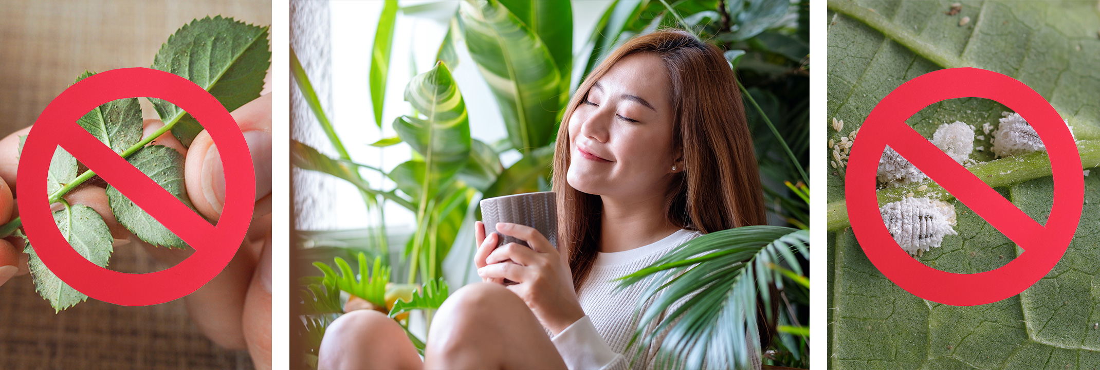 Spider mites and mealy bugs with prohibited symbols on them, and a picture of a woman enjoying a warm drink surrounded by healthy houseplants (in the center).