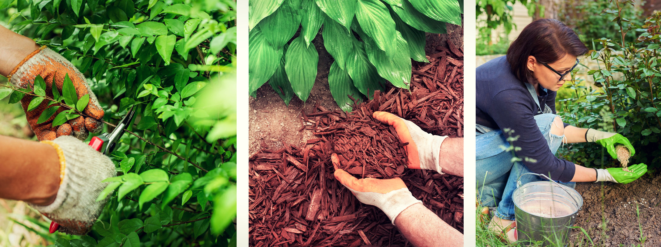 fall prep or winterizing garden by pruning, mulching and fertilizing perennials