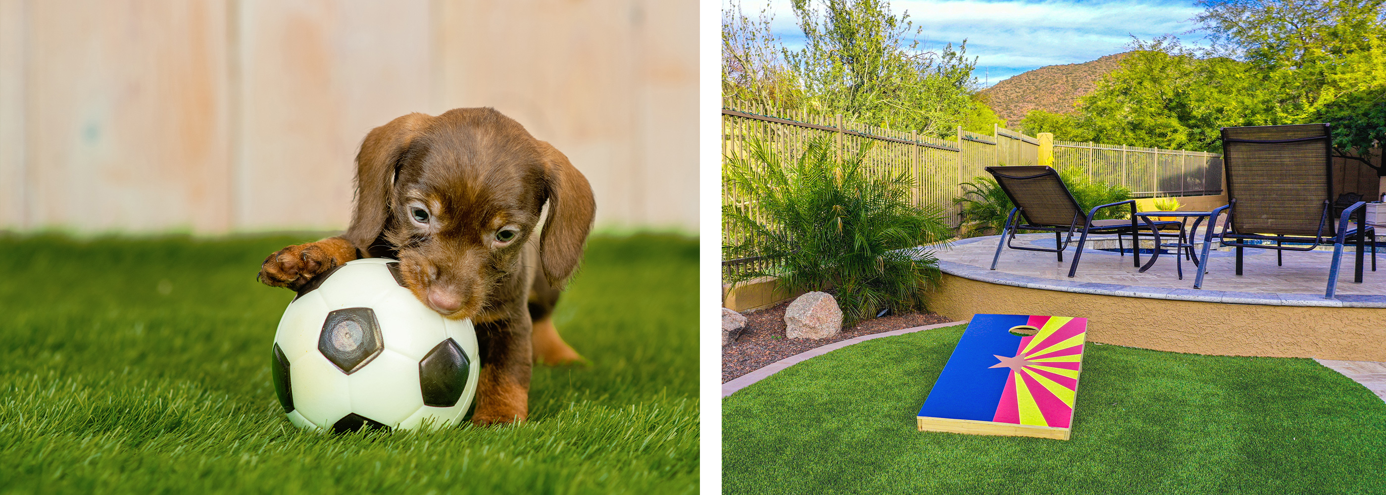 A puppy playing with a small soccer ball on a lawn, and a backyard with a cornhole game, loungers, a small pool, plants and a fence.