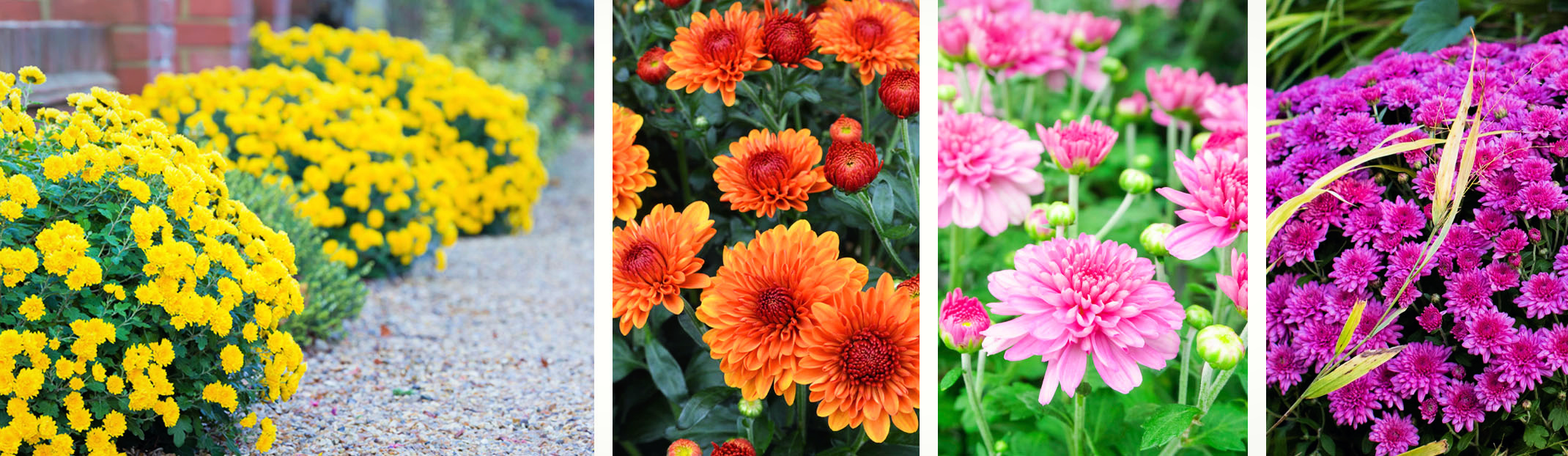 garden mums for fall color assorted colors