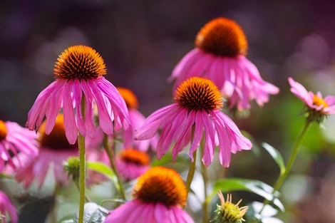 echinacea or coneflower perennials