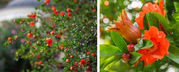 ornamental pomegranate shrub