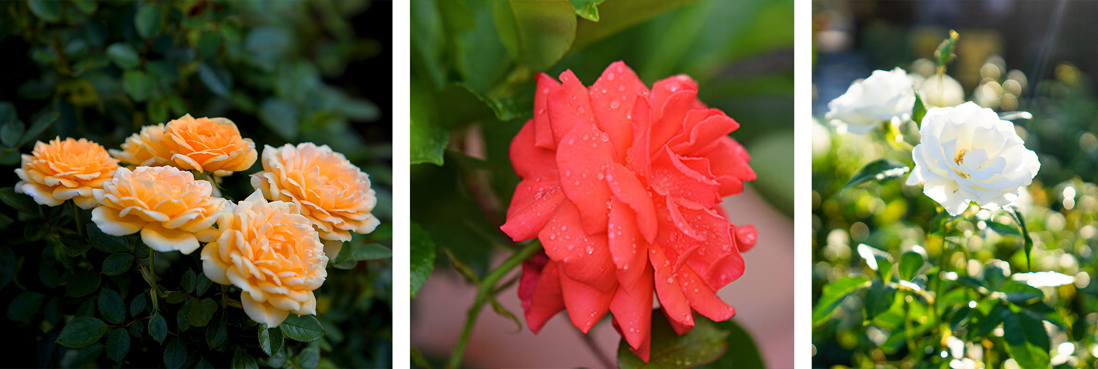 Yellow Grandiflora roses, red hybrid tea rose, and white floribunda roses.