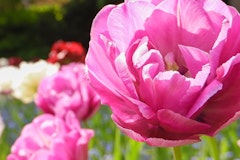 double dutch tulips