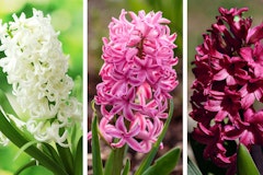 white, pink and maroon hyacinth