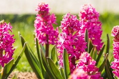 pink pearl hyacinth