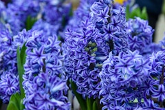 blue jacket hyacinth