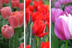 salmon pink, red and purplish pink tulips