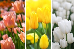 salmon or peach, yellow and white tulips