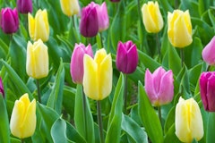 royal prince tulips mix